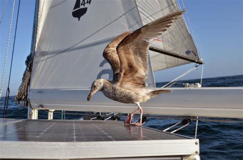 cruisers boom furling vs mainsail.